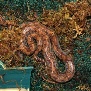 Baby Colombian Rainbow Boa