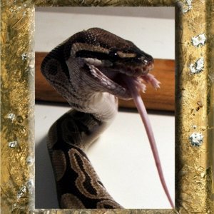 Bela grubbin down some Chow...