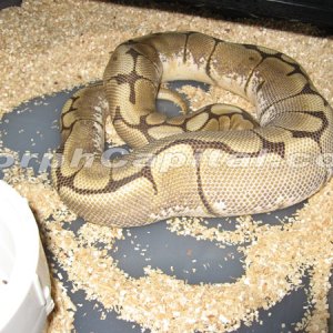 spider_ovulation