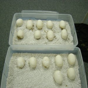 Retic Eggs