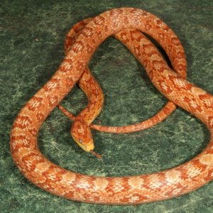 Ultra Hypo (original female)