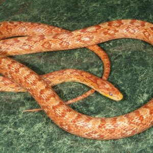 Ultra Hypo (original female)