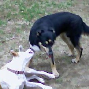 Russo & Abby