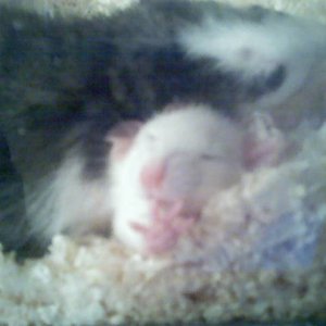Fred and Buster Asleep