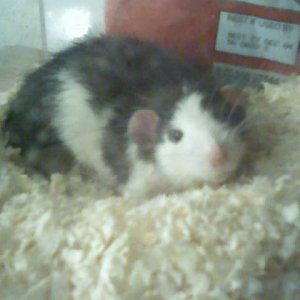 Here is Fred