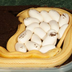 Butter Stripe Eggs!