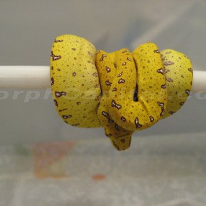 MorphCapital_GTP5