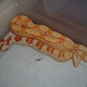 '06 Female SHARP Albino (5-24-07)