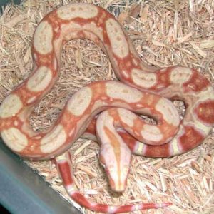 '06 Female SHARP Albino (5-26-06)