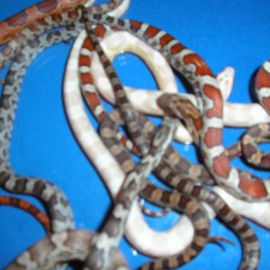 Picture_059