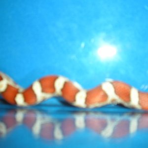 Picture_042