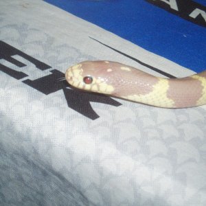 Picture_1271