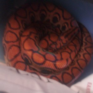Picture_350