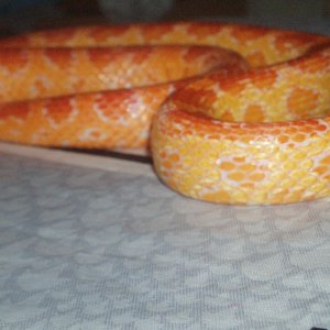Picture_137