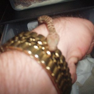 Picture_431