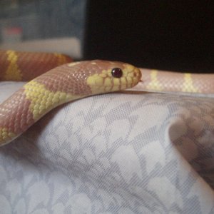 Picture_121