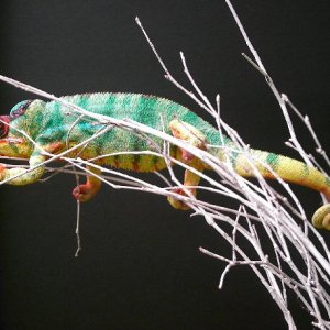 Mafana chameleon