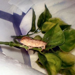 Hatchling Nosy Mitsio