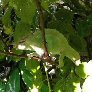 CBB Chamaeleo M. Montium