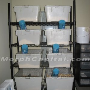 Rat_Cages