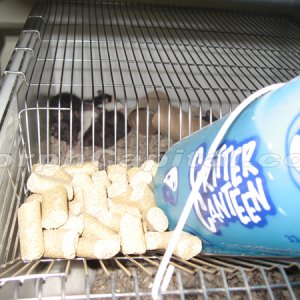 Rat_Cage