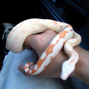 ALBINO LADDERTAIL FEW MONTHS OLD