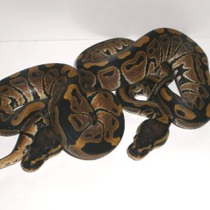 hetalbinosSAMS_005