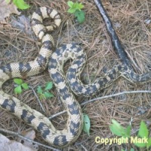 Tenn. Northern Pine