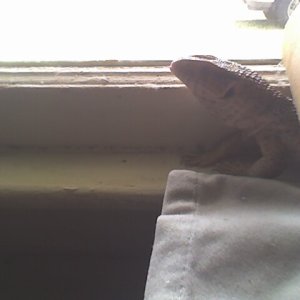 jaws looking outside
