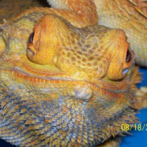 Close up Bob