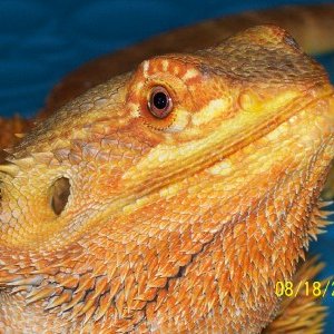 Close up Elvria