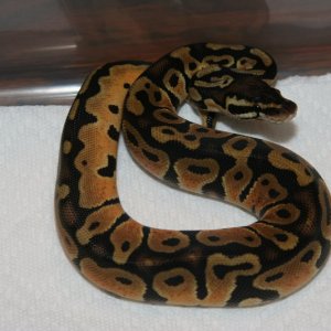 07 Male Lemon Pastel