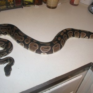 poss. Gravid female