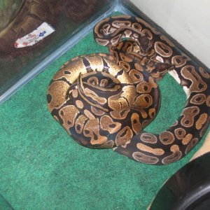 Male and Female mating.... I disturbed them
