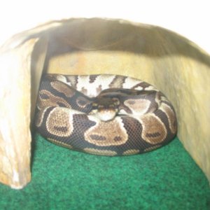 Gravid female belly up ;)
