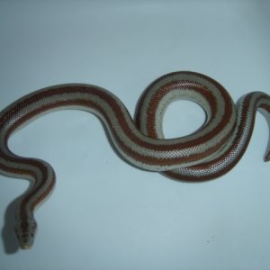 Adult San Felipe Rosy
