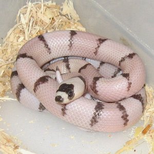 "ghost" Honduran