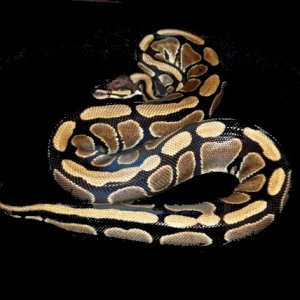 Our Normal female #4