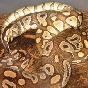 Breeding pics