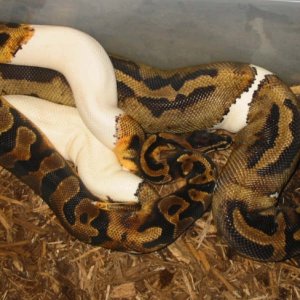 Piebald Lovin