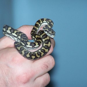 more Luci