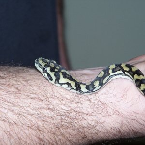 more Luci