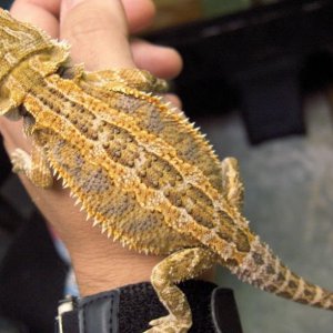 Beautiful Juvenile Sunblaze X OrangeSunburst/Citrus
