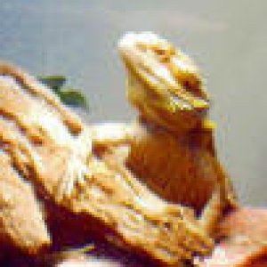 Dragon Portrait