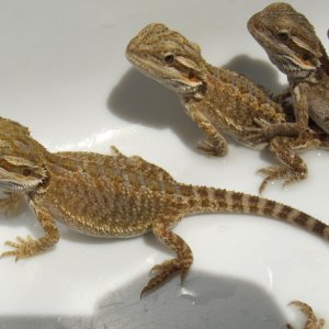 Baby Dragons