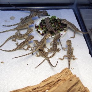 Clutch of 7/2/07 dragons