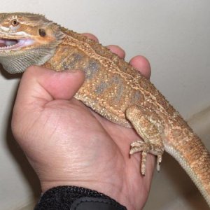 He's a biter!