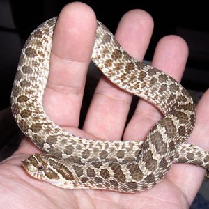 Another pic of my Western Hognose