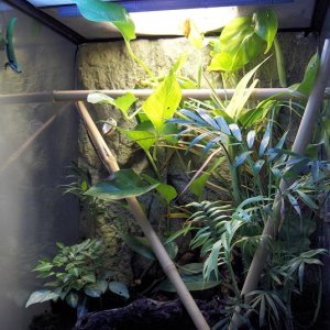 Day Gecko Vivarium