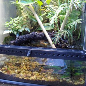 Day Gecko Vivarium - Lower Section